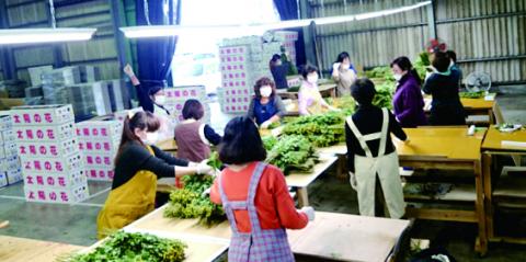 沖縄県花卉園芸農業協同組合(太陽の花)【花束加工スタッフ】の求人募集画像