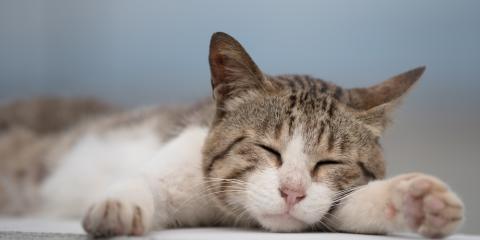 ジェイウォーム ジョブット【動物病院での受付スタッフ】の求人募集画像