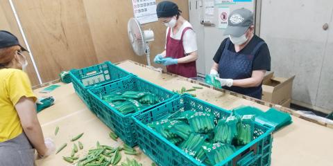 有限会社 グロワール【青果配送スタッフ（那覇市曙）【駐車場有／未経験者歓迎／時給1,100円】】の求人募集画像